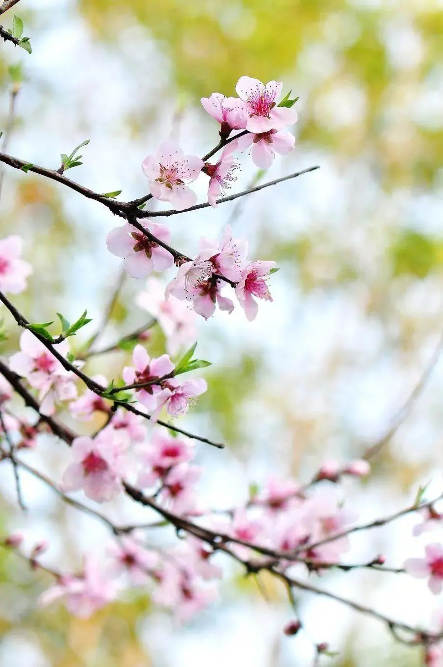 探新再飙“技” | 与来德利共赴春日之约,心动不止